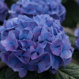 Photo named hydrangea_admin_prof_day_050916.jpg