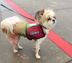 Photo named color_run_7.jpg