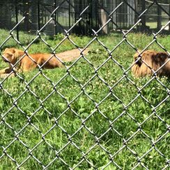 Photo named p50_bigcats10.jpg