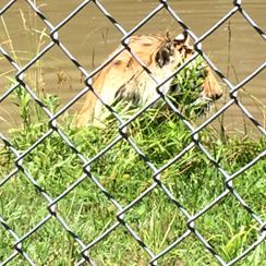 Photo named p50_bigcats9.jpg