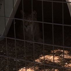 Photo named p50_bigcats7.jpg