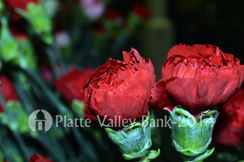 Photo named dsc_0048a.jpg