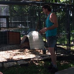 Photo named p50_bigcats6.jpg