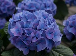Photo named hydrangea_admin_prof_day_050916.jpg