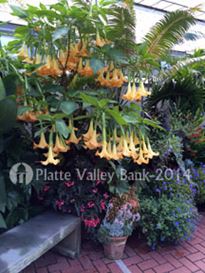 Photo named p50_biltmore_081514_10.jpg