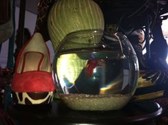 Photo named harvestball_styleshow090813_10.jpeg