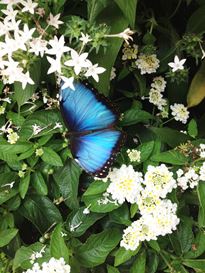 Photo named p50powellgardens_080713_4_fb.jpg