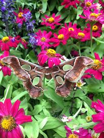 Photo named p50powellgardens_080713_8_fb.jpg