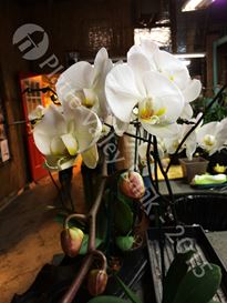 Photo named kcwintergardens11.jpg