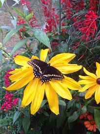 Photo named p50powellgardens_080713_5_fb.jpg