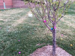 Photo named ymca_easteregghunt_031816_7a.jpg