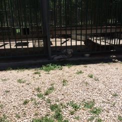 Photo named p50_bigcats4.jpg