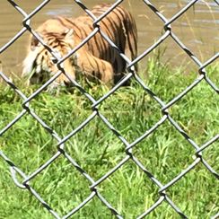 Photo named p50_bigcats8.jpg