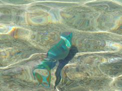 Photo named dscn0816.jpg